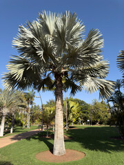Bismarck Palm tree, Bismarckia nobilis, Arecaceae, plant