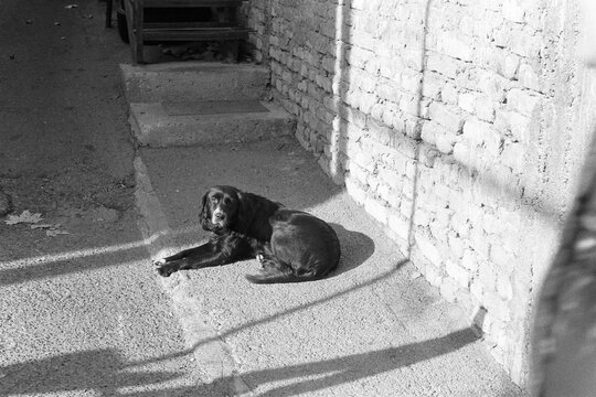 street dog in tblisi 