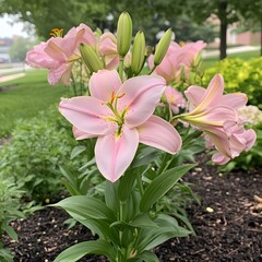 Fototapeta premium Stunning Pink Lilies Blooming in Garden