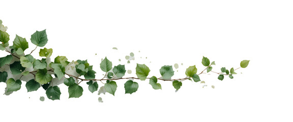 leaves trail hanging of watercolor painting ivy leaves or Ivy green with leaf on white background. Lush trailing ivy vine with delicate tendrils and vibrant green leaves, perfect for add. Png