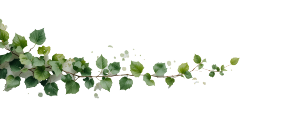 leaves trail hanging of watercolor painting ivy leaves or Ivy green with leaf on white background. Lush trailing ivy vine with delicate tendrils and vibrant green leaves, perfect for add. Png