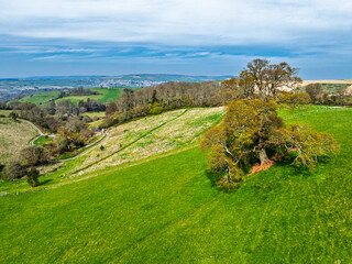 Obraz premium Old Oak over Farms and Fields from a drone, Newton Abbot, Devon, England