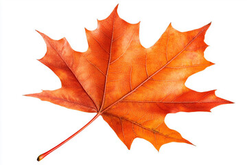 Fototapeta premium Single orange maple leaf isolated on white background autumn foliage nature botany
