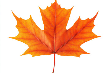 Obraz premium A single orange maple leaf isolated on white background showcasing autumn colors and leaf details