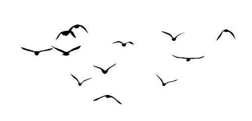 flock of birds silhouette isolated on transparent clear background	
