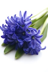 Vibrant Blue Hyacinth Flowers Bouquet Close Up