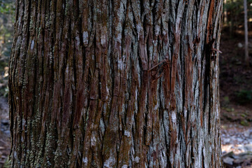 Obraz premium 美しい杉の木の表面