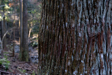 美しい杉の木の表面