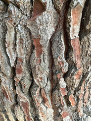 Tree bark, bark texture, close-up.