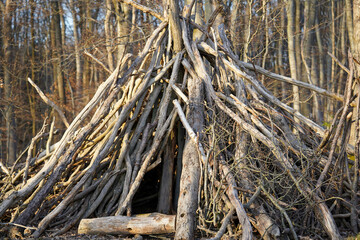 A shelter made of long wooden branches is built in a forest, forming a cone-like structure among bare trees