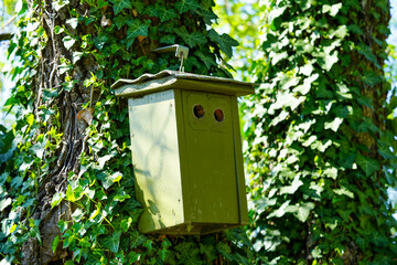 A green birdhouse with two round entrance holes hangs on a tree wrapped in ivy