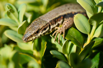 A lizard hides among green leaves, blending with its surroundings