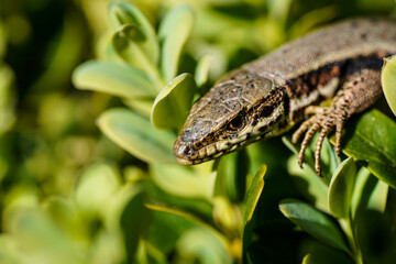 A lizard with textured brown skin is resting among vibrant green leaves in the sunlight
