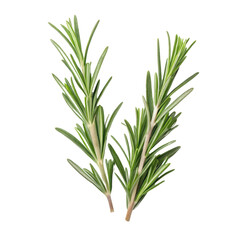 Fototapeta premium Fresh rosemary sprigs on transparency background
