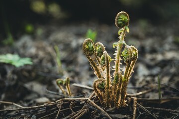 New fresh young fern plant sprouts grow from the soil in the forest. Blurred background
