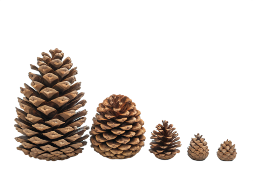 Collection Of Brown Pine Cones In Ascending Order On Black Background
