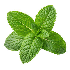 Fresh green mint leaves isolated on transparency background