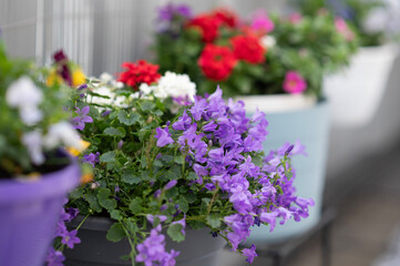 Colorful flowers in pots on balcony in spring sunlight