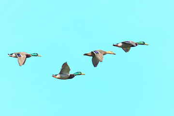 Wild ducks in flight