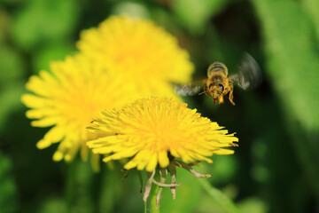 Bee colleting pollen on dandelion flower