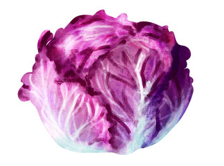 Obraz premium Hand drawn red cabbage head, fresh vegetable with leaves sketch clipart for food ingredient isolated on white or transparent background