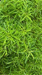 Beautiful asparagus densiflorus leaf texture. Leaf texture for design and art background.