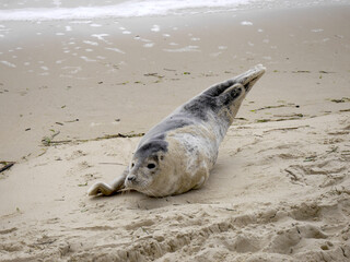 Seehund an der Küste: Kleine Robbe im Sand, Jungtier am Strand der Nordsee, Niederlande