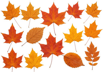 Arrangement of autumn leaves
