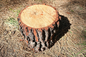 Piece of sawn tree trunk, tree trunk cross section texture, annual rings, thick bark.