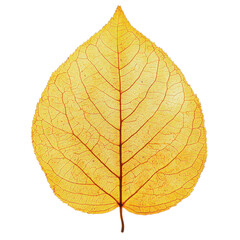 Obraz premium Golden leaf with detailed veins on transparent background