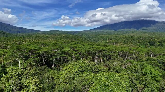 A sweeping aerial shot moves gracefully over a hillside in Claveria, Mindanao, Philippines, densely covered with lush paper mulberry (Broussonetia papyrifera) and falcata (Paraserianthes falcataria)