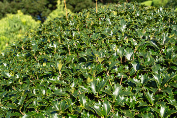 Spiny Leaves of Osmanthus heterophyllus in Sunlight.