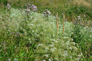 A vibrant summer field of wildflowers and grasses