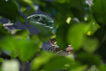 Green iguana, half hidden between tropical leaves. natural camouflage