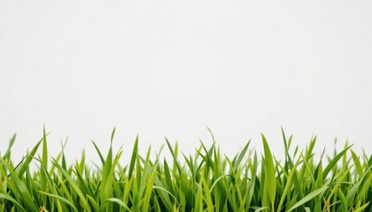 Fototapeta premium Fresh Green Grass Against White Background