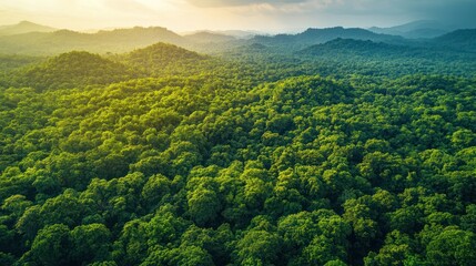 Fototapeta premium Lush green forest canopy view from above