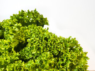 Leaf lettuce or better known as selada keriting is a type of lettuce whose leaf tips are wavy and...