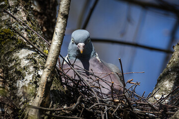 A common wood pigeon sits on the nest and looks right toward the camera lens on a sunny spring day. 