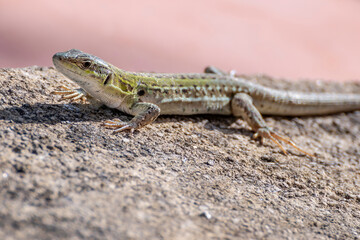 Close-up view of a lizard on a low wall