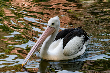 Pelican bird in a water, morning bath