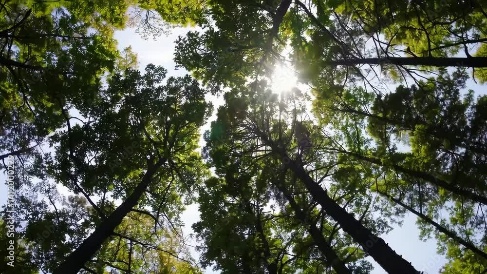 Aufkleber sunlight filtering through lush forest canopy on a breezy day creating captivating patterns