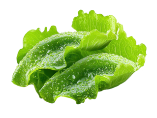 Magnificent closeup, water droplets adorning vibrant green leaves .