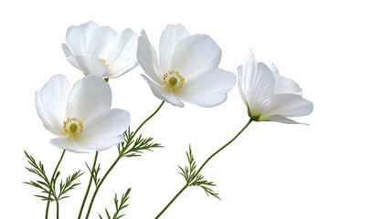 Fototapeta premium Elegant white flowers on a black background, study in contrast and beauty three