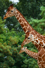 girafe 