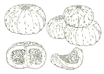 かぼちゃ4種　鉛筆