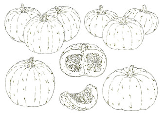 オレンジかぼちゃ6種　鉛筆