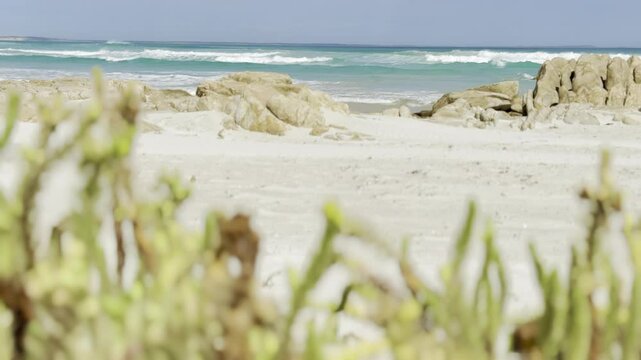 Powerful waves crashing on white sand beach - Daly Head with moving plants in background. Turquoise clear water and rock pools. Thidna Conservation Park, Yorke Peninsula, Adelaide, South Australia