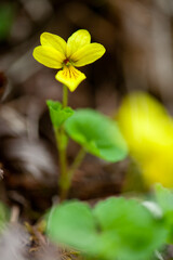 高山に咲く黄色いスミレ2