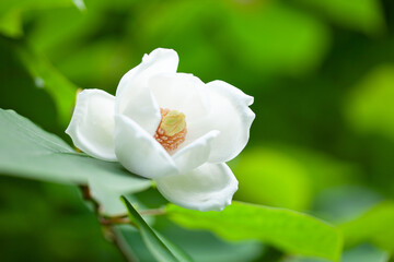 深い森に咲く幻の花オオヤマレンゲの白い花1