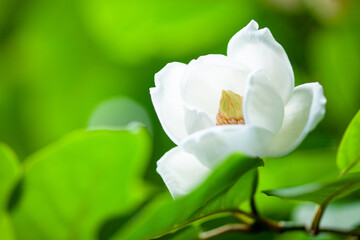 深い森に咲く幻の花オオヤマレンゲの白い花1